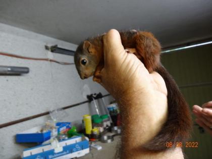 Verkaufe Eichhörnchen