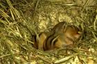 Junge Amerikanische Streifenhörnchen ( Tamias striatus )